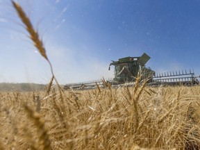 A combine works its way through a field of wheat near Saskatoon.