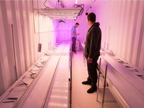 VIGR Life Cannabis (VLC) master grower Dylan Bailey, left, and vice president of operations Jared Dumba stand in one of the company's grow pods at the VLC facility in Regina, Saskatchewan on Oct. 16, 2020.