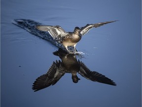 Waterfowl, like this female duck, are among the many species that depend on wetlands and their conservation. TROY FLEECE files