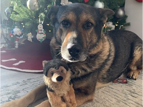 Police Service Dog Nixon with Regina Police Service poses with a stuffed dog being sold as a fundraiser for the Saskatchewan SPCA's Stryker Fund, set up to help owners of retired law enforcement dogs with veterinary bills. (Photo courtesy of Regina Police Service)