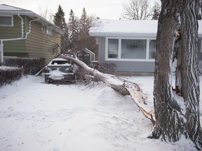 A tree is seen laying on top of a car in Regina, Sask. on Jan. 14 following a winter storm. Environment and Climate Change Canada issued warnings about another system expected to bring high winds to Saskatchewan Tuesday night and through the day Wednesday.
