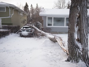 REGINA, SASK : January 14, 2021  -- Following a winter storm, a tree is seen laying on top of a car in Regina, Saskatchewan on Jan. 14, 2020.

BRANDON HARDER/ Regina Leader-Post