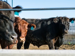 Full weight beef cattle in the feed lot of the Livestock and Forage Centre of Excellence in Saskatoon prior to being sent for processing.(Photo by James MacDonald)