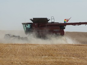 A combine operates in a field just southwest of Regina on Sept. 8, 2020.