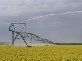 Sask: Irrigation in the Lake Diefenbaker area. (Photo courtesy Government of Saskatchewan)