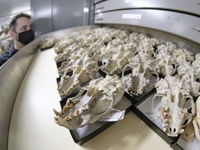 Ray Poulin looks into a draw of otter skulls in the Life Sciences Collections Room at the Royal Saskatchewan Museum Annex.