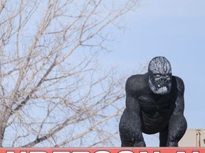 Outdoor advertising in the form of a gorilla sits on top of Anderson Auto Sales at Albert St. and Sask. Drive.