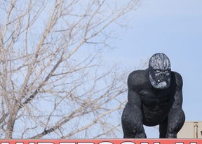 Outdoor advertising in the form of a gorilla sits on top of Anderson Auto Sales at Albert St. and Sask. Drive.