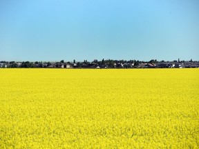 Canola exports have been a bright spot in the pandemic economy.