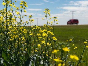 Canola grows in a field roughly 20 kilometres south of Regina in June 2018.