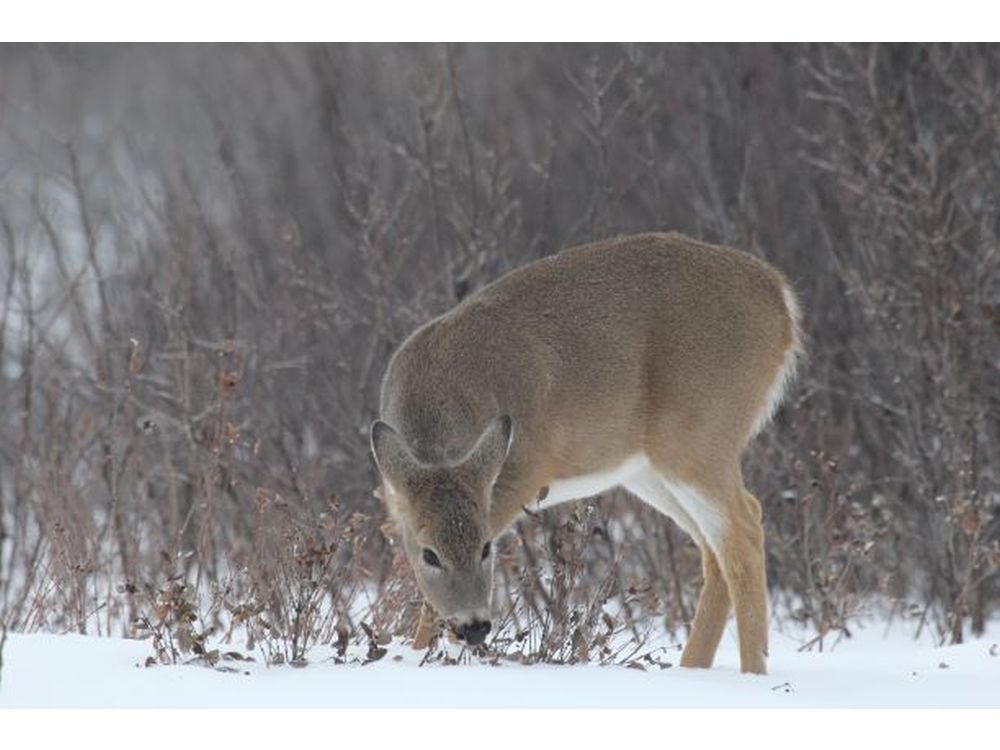 Feeding wild animals in winter brings more harm than good