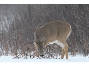 Deer can die from eating carbohydrate-rich food sources.