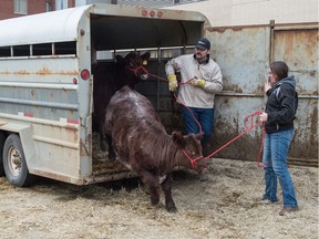 Shaelynn Beattie, right, and Steve Lingly of Irma, Alberta, unload cattle at Evraz Place where preparations were underway for Agribition 2019.