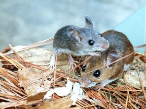 A female deer mouse and her young.
