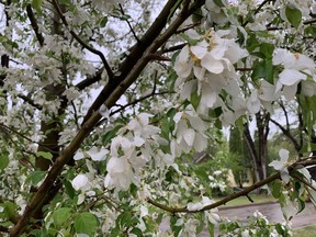 Mock orange blossoms, weighed down by rain on a wet May day.