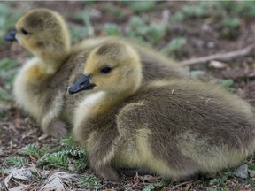 Goslings sit together in Wascana Park in Regina, Saskatchewan on May 14, 2021.