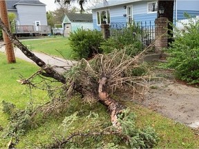Hundreds of trees were damaged in Yorkton during a spring storm that hit Saskatchewan over the May 21-24 long weekend. Photo courtesy of the City of Yorkton.