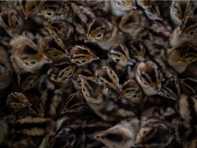 Baby ring-necked pheasants are seen in an enclosure at the Regina Wildlife Federation property near Pilot Butte, Saskatchewan on May 28, 2021.