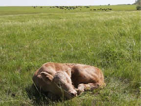 In Canada, 35 million acres of native temperate grasslands are cared for by beef farmers and ranchers. (RICHARD MARJAN/STARPHOENIX)