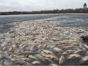 A large group of dead fish float on the edge of Wascana Lake in this April 2019 file photo of that year's winterkill. The lake has abnormally low levels of oxygen, according to a University of Regina study released in June 2021. BRANDON HARDER files