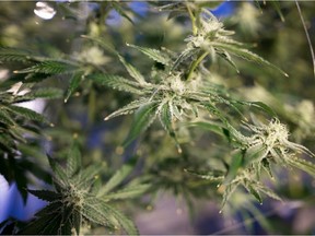 A cannabis plant is seen in the Western Cannabis greenhouse in Regina on May 17, 2021.