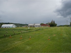 Flags mark the site of 751 unmarked graves at the site of the former Marieval Residential School on what is now Cowessess First Nation land. Photo provided by the Federation of Sovereign Indigenous Nations on June 24, 2021.