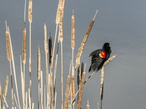 Red-winged blackbirds, like the one pictured here, may find fewer nesting areas along Lewvan Drive in Regina this year.