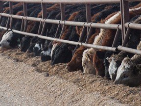 Cattle eat on the edge of one of the enclosures on the Flotre farm near Bulyea, Saskatchewan on Jan. 23, 2020.