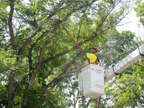 City of Regina arborist Brandon Zander cuts down a tree infected with Dutch Elm disease on 2nd Avenue in Regina, Saskatchewan on July 14, 2021.