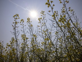 Sun beats down on a canola field east of Regina on Friday, July 16, 2021. The heat wave that has enveloped much of the province is creating drought conditions for many farmers.