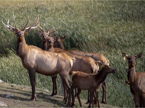 A heard of elk graze on Harvey Petracek's farm.

(Photo courtesy of Petracek family).