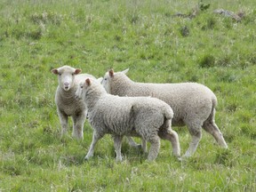 A file photo of Dorset Sheep in a paddock. Anthrax is known to affect sheep.
