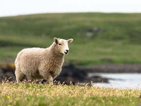 The Government of Saskatchewan has confirmed that anthrax caused the death of at least one sheep in a flock in the Rural Municipality of South Qu'Appelle.