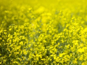 Sun beats down on a canola field east of Regina on Friday, July 16, 2021. TROY FLEECE / Regina Leader-Post (Saskatoon StarPhoenix).