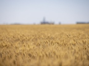 A wheat field just north of Regina on Aug. 12.