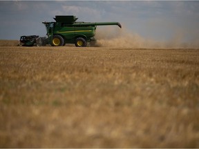 GRAY, SASK : September 3, 2021  -- A farmer combines canary seed near Gray, Saskatchewan on Sept. 3, 2021.

BRANDON HARDER/ Regina Leader-Post
