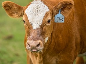 Saskatchewan's 2.3 million head of cattle is the second largest herd in Canada behind Alberta's 4.4 million animals, according to Statistics Canada data compiled for Jan. 1, 2021.