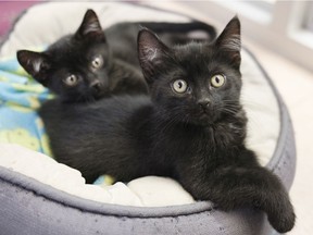 Two of many kittens at the Regina Humane Society on Sept. 23, 2021. The overabundance of cats in Regina has reached crisis proportions, with RHS at its capacity and a need for more families to adopt.