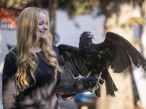 Megan Lawrence,  founder of Salthaven West, holds Archie, a turkey vulture that was found in a bar in a small town north of Regina.   Salthaven West is a non-profit that cares for and rehabilitates sick, injured, or orphaned wildlife to return back to the wild.