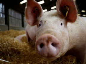 A sow on a family run pig farm near Driffield, Britain, October 12, 2021. REUTERS/Phil Noble