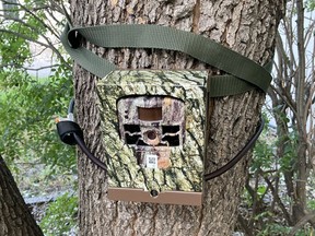 A trail camera monitors wildlife activity in Regina as part of an urban wildlife research project led by Ryan Fisher, the Royal Saskatchewan Museum's curator of vertebrate zoology.