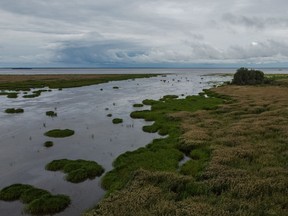 The Saskatchewan River Delta, seen in August 2021, is facing a decades-long environmental decline. (Saskatoon StarPhoenix).