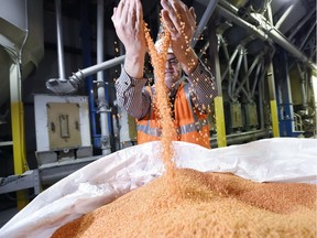 In this file photo from 2017, Murad Al-Katib, president of AGT Food and Ingredients Inc., handles pulse crops inside the companies processing plant in Regina.