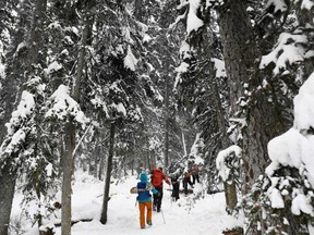 People hike under trees as snow falls near Lake Louise during a winter storm in Banff National Park, Alberta, Canada, November 25, 2021.