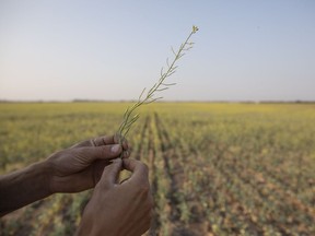 A farmer holds a canola plant that has been stricken by drought on a grain farm near Osler, Saskatchewan, Canada, on Tuesday, July 13, 2021. A prolonged lack of moisture and hot temperatures caused significant damage to many crops, the Saskatchewan government said. Photographer: Kayle Neis. (Saskatoon StarPhoenix).