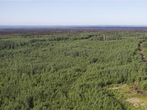 A forest in northern Saskatchewan.