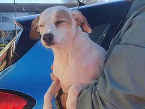 Millie is pictured after members of Denmead Drone Search and Rescue lured her to safer ground with sausages attached to drones, in Hampshire, Britain.