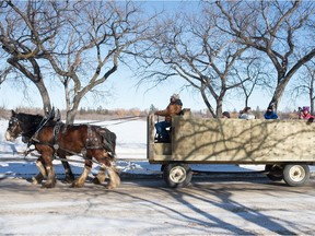 A horse drawn carriage moves along the road near the Saskatchewan Legislative Building in Regina, Saskatchewan on Feb. 20, 2021.