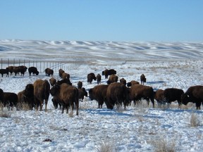 40 plains bison were translocated to establish a new herd with The Key First Nation in Treaty 4 lands.