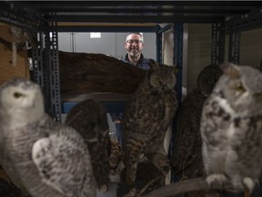 Ryan Fisher, curator at the Royal Saskatchewan Museum is working on a research project with horned owls.